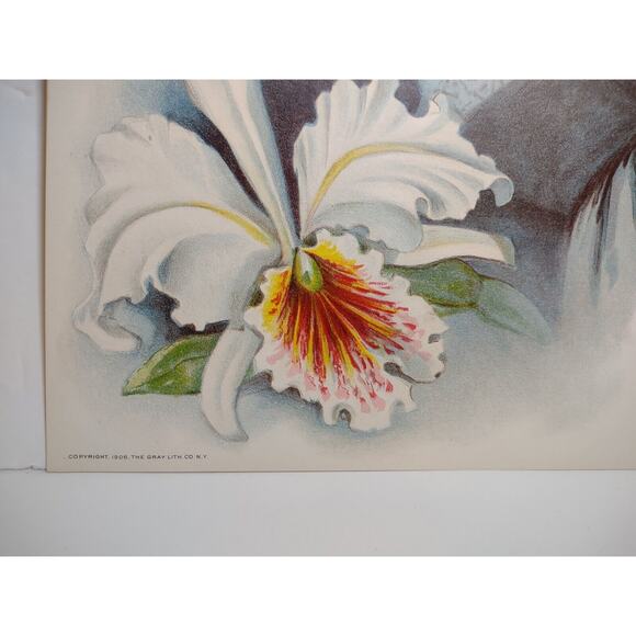 Victorian Art Print Women Graduate School Iris Flower Lithograph 1906 Original - Picture 6 of 7